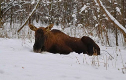 спасение лося - фото - 2